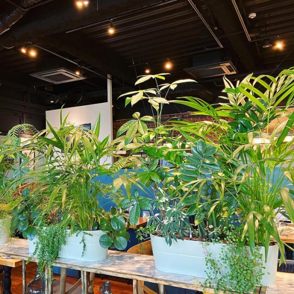 时尚的观叶植物