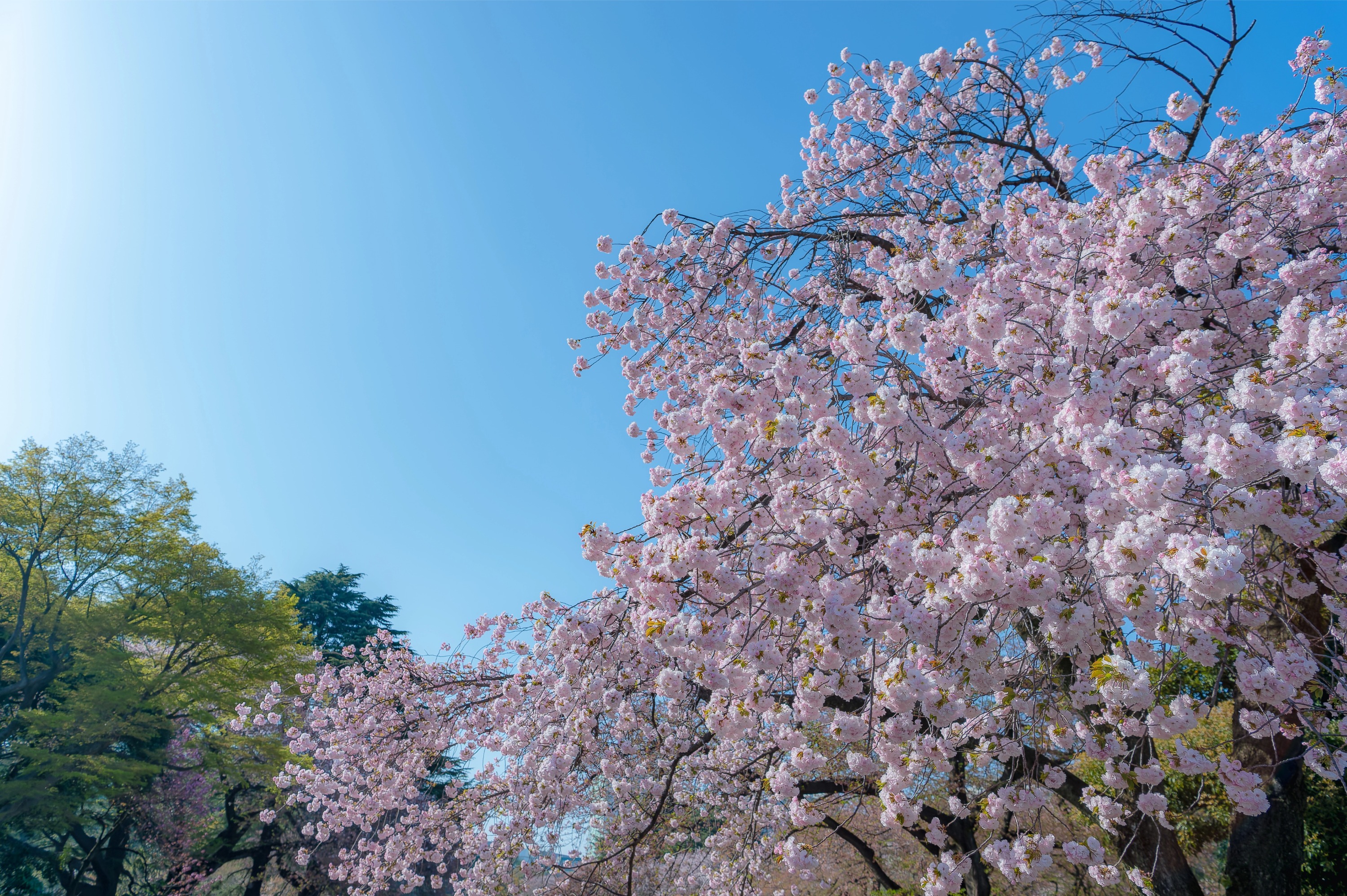 新宿御苑の桜