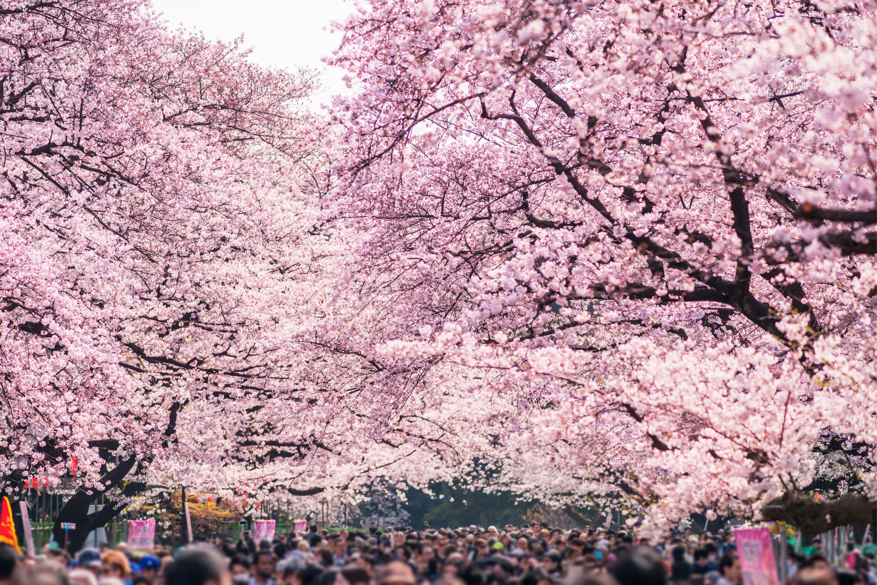 上野恩賜公園の桜まつり